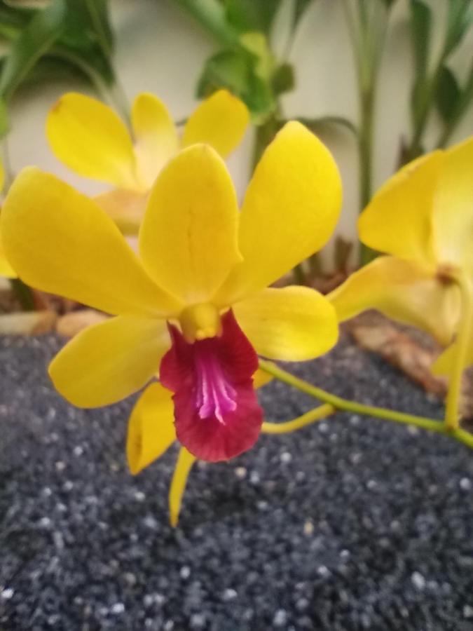 Villa Cattleya Koh Lanta Luaran gambar